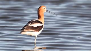 Avocet Calling [upl. by Nyltak]