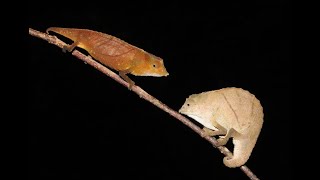 Rhampholeon temporalis from E Usambara Mts Tanzania [upl. by Ninahs]