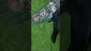 Jackdaws are at it again birds feedercam birdfeeder corvids jackdaws crows nature wildlife [upl. by Enaid572]