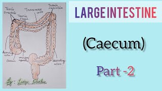 Large Intestine part 2 caecum [upl. by Bobseine]