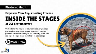 Empower Your Dogs Healing Process Inside the Stages of CCL Tear Recovery [upl. by Lantha100]