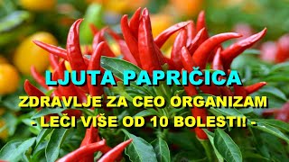 LJUTA PAPRIČICA  ZDRAVLJE Za CEO ORGANIZAM  LEČI VIŠE Od 10 BOLESTI [upl. by Kassaraba]