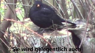 Heimische Singvögel die Amsel [upl. by Tram785]