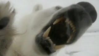 Polar Bear Attack Video 2013 Maine Lawyer Attacked by Polar Bear [upl. by Agathy]