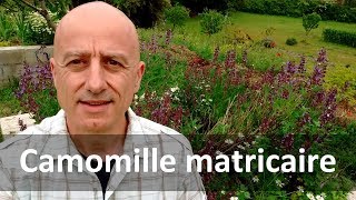 Camomille matricaire [upl. by Orgalim]