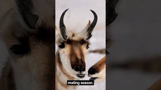 Why Do Pronghorn Antelopes Shed Their Horns shorts [upl. by Nivad]