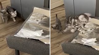 Unsuspecting kitten gets totally spooked by aluminum foil [upl. by Eynttirb449]