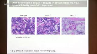 Delbridge 2014 Control of hematopoietic stem cell survival during emergency hematopoiesis [upl. by Ysnat247]