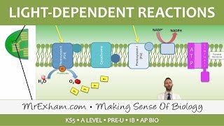 Photosynthesis  Lightdependent Stage  Post 16 Biology A Level PreU IB AP Bio [upl. by Idnac613]