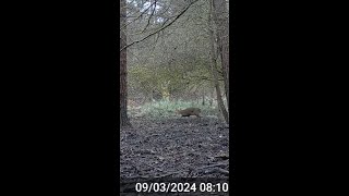 Munjac Passing by  Forest Of Dean [upl. by Veron954]