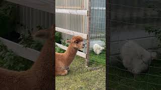 Alpaka and more chickens alpacalife alpacalove alpaca cute chicken [upl. by Anderea]