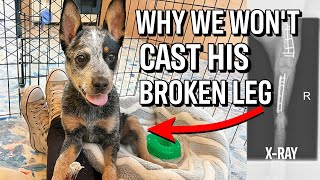 Why cant Bean the Cattle Dog have a Cast on His Broken Leg 🥺 🔴 Premiered first as Members Live [upl. by Ak]