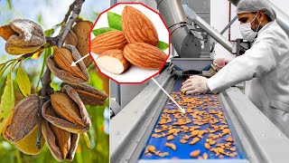 How Are Almonds Grown And Harvested You Havent Seen So Many Fresh Almonds Yet [upl. by Navert]