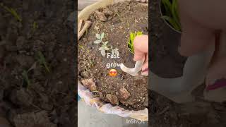 Seed germination ki mention 🌱🍀🌿🌿🌿🌱😍😍😍😍👍👍👍 [upl. by Ainotal]