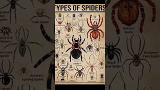 Types of spider part 2 maxican Redknee Tarantul spiders shortvideo [upl. by Nelyt847]