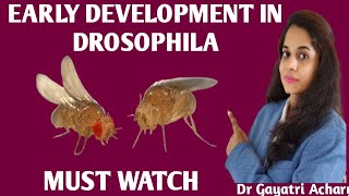 Early Development in Drosophila Developmental Biology Dr Gayatri Acharya [upl. by Cristal180]