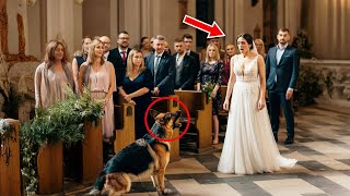 On Her Wedding Day Her Dog Blocked Her Path — Then She Discovered the Heartbreaking Reason [upl. by Diego]