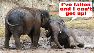 What do you do when an Elephant gets stuck in the mud [upl. by Hertberg540]