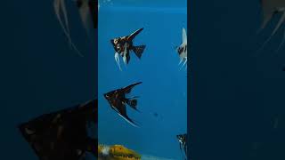 Fish la li fish aquarium fishing guppy wildlife pet petsvlog wildfish shorts yt [upl. by Harve]