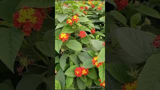 Lantana Plant Caution  Toxic plant but beautiful plant [upl. by Ylra815]