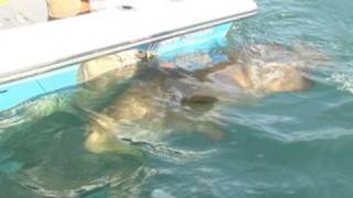 Fort Myers Goliath Grouper Charters Huge Fish Chew On This [upl. by Llevaj]