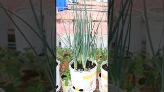 Container garden Growing Green onion from seed to harvest v87garden gardening onion [upl. by Ancilin]