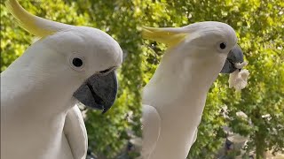 Birdie Banquet Cockatoos Eating Their Favorite Foodsbirds parrot cockatoobird cute [upl. by Aryhs451]