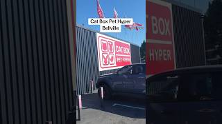 Cat Box Pet Hyper in Bellville pug poppy meetpoppythepug poppypug pugsofyoutube catbox [upl. by Atirehs]