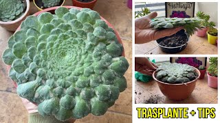 Aeonium tabuliforme  Trasplante  TIPS [upl. by Nodnek]