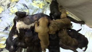 Cutest puppies in the world  Sydney Staffies  Feeding Time [upl. by Vassily771]