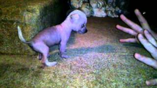 Hairless Chihuahua 1 month old Barking [upl. by Annovy]