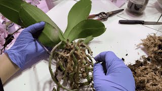 Excellent Way Of Replanting Phalaenopsis Orchids For Beginners [upl. by Teage]