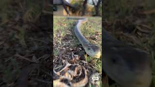 Black Mamba Cruising snake wildlife africanwildlifevenomous deadly [upl. by Naaitsirhc]