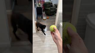 😂 Molly is VERY enthusiastic about tennis balls 🎾 dog cutepets fetch scream doglife [upl. by Englis389]