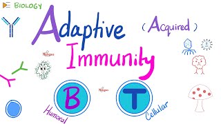 Adaptive Acquired Immunity  Immunology  Biology 🧬 of Immune System [upl. by Dinerman]