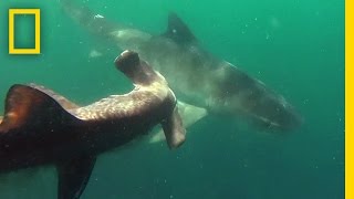 Tiger Shark vs Hammerhead Shark  National Geographic [upl. by Sarkaria]