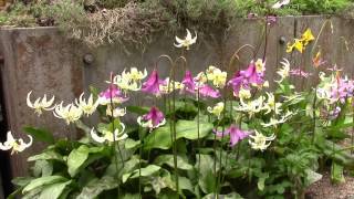 Bulb Log video diary supplement  Erythronium in small plunge [upl. by Letizia]