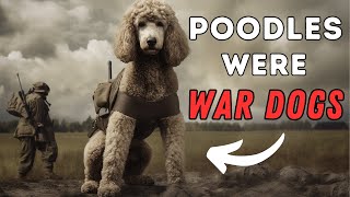 Poodle Facts 10 Interesting Things You Didnt Know [upl. by Afrika]