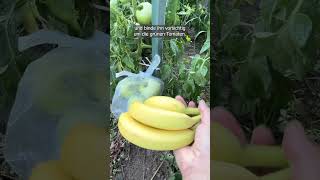 Mit einer Banane das Reifen der Tomaten beschleunigen – genialer Trick [upl. by Qerat]