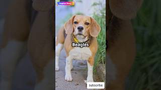 Why Beagles Are the Best Dogs dog cute funny pets [upl. by Thibaut481]