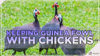 Keeping Guinea Fowl with Chickens 9 Things You Must Know [upl. by Erlond]