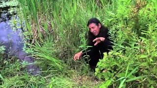 7Song talks about Blue Vervain Verbena hastata [upl. by Leipzig]