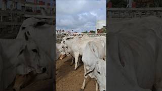 SolâneaPB 🌵 feiradegado cultura nordeste [upl. by Mayram]