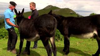 CHANSONS TRADITIONNELLES  Chanter avec des ânes  Bigorre  Tv Izard  Esprit des Pyrénées [upl. by Wadesworth]