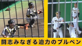 『闘志みなぎる迫力のブルペン』岡田監督へ若手がアピール 阪神タイガース安芸キャンプ 2023年11月11日 [upl. by Barcus]