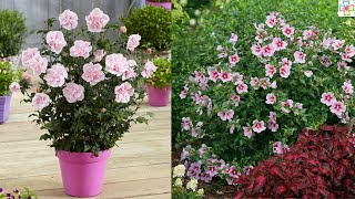 17 Best Rose of Sharon Varieties  Hibiscus Syriacus Types [upl. by Ytomit]