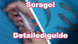 Soragoi Koi Fish variety – Development and characteristics KOI GUIDE [upl. by Lazes798]