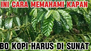 Cara setting bahan bo kopi yang tepat supaya buah nya lebat tidak dibagi ke buah penyelang [upl. by Anitsrik]