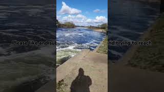 massive collingham weir river Trent barbel fishing 🎣😁👍 [upl. by Junius]