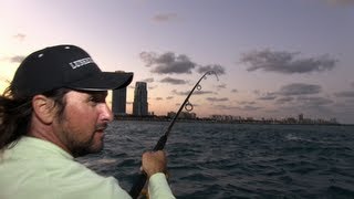 Shark Eats Shark in Wild New Photo [upl. by Jereme]